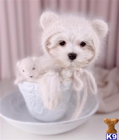 gpupies20 Picture 1